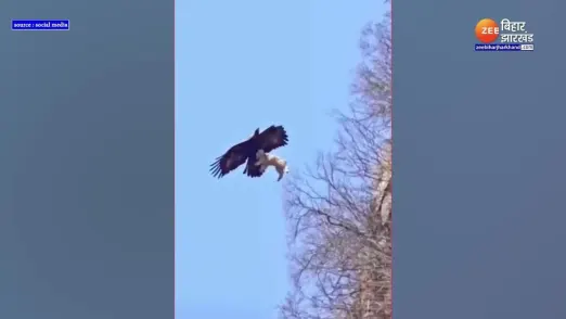 eagle carried the dog in the air horrifying video went viral 