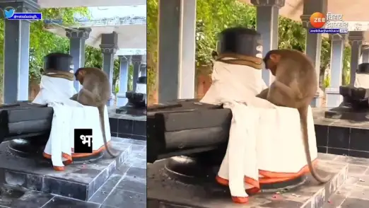 Viral Video Monkey seen worshiping Lord Shiva video going viral 