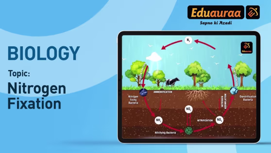 Nitrogen Fixation