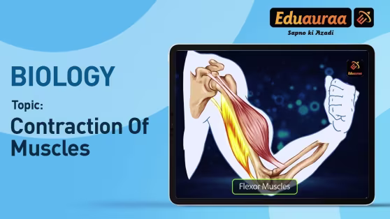 Contraction of Muscles