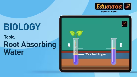How Do Plants Absorb Water?
