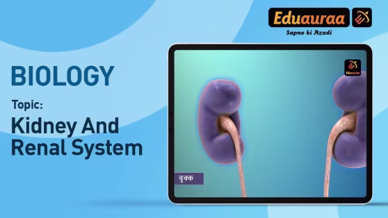 Kidney and Renal System