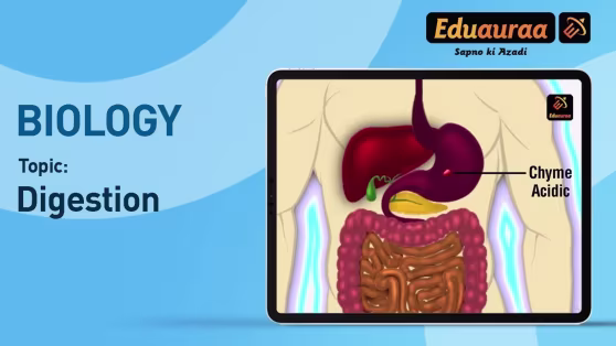 Digestion