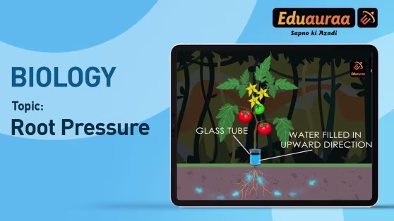 Root Pressure