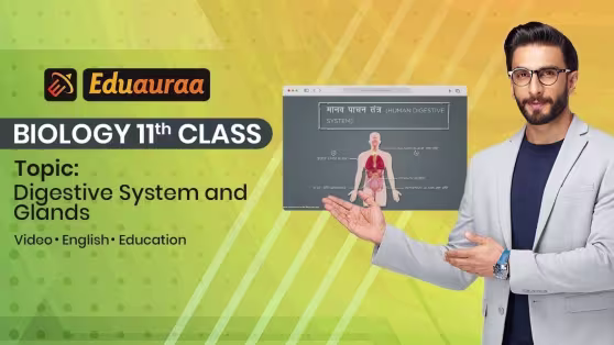 Digestive System and Glands
