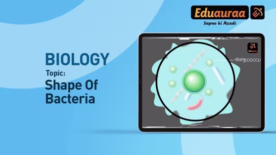 The Shape of Bacteria