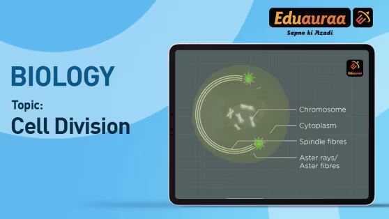 Cell Division