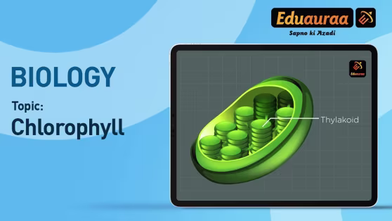 Chlorophyll