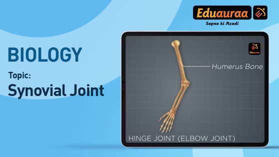 Synovial Joint