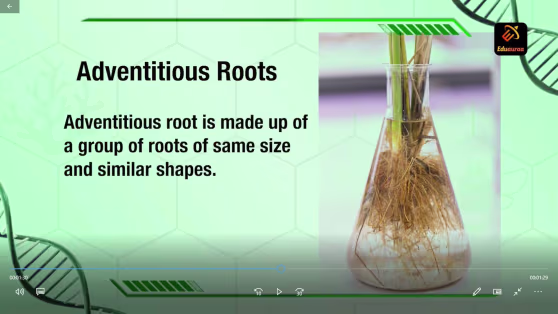 Learn About Plant Physiology