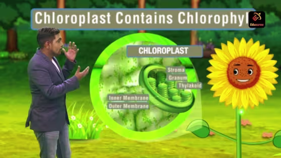 Photosynthesis