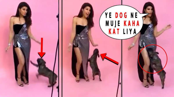 Watch Breaking News Jacqueline Fernandez Get Hurt While Photo Shoot Doggy Bite S Jacqueline During Photo Shoot Zee5 Latest News 1,294 likes · 45 talking about this. zee5
