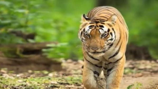 Watch Breaking News Image Of The Day The Number Of Tigers Are On The Rise Zee5 Latest News 2,143,248 likes · 79,860 talking about this.