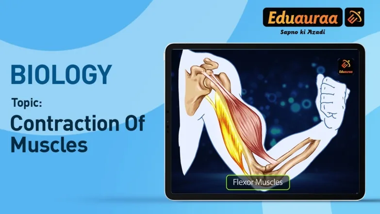 Contraction of Muscles 