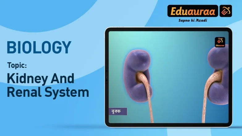 Kidney and Renal System 