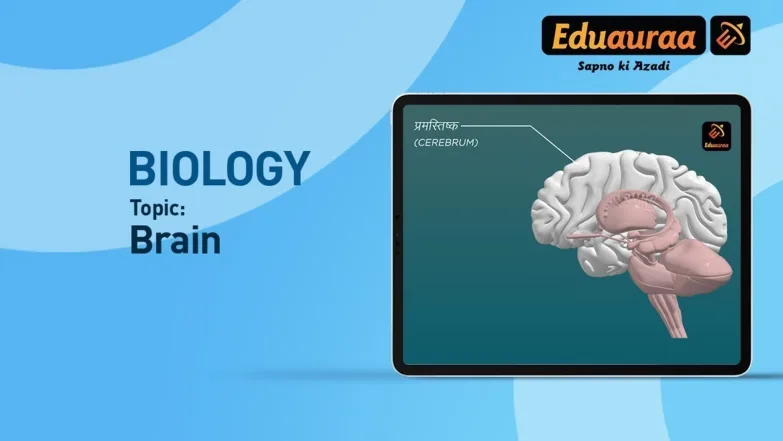 The Human Brain 