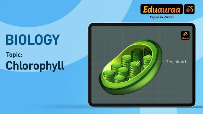 Chlorophyll 