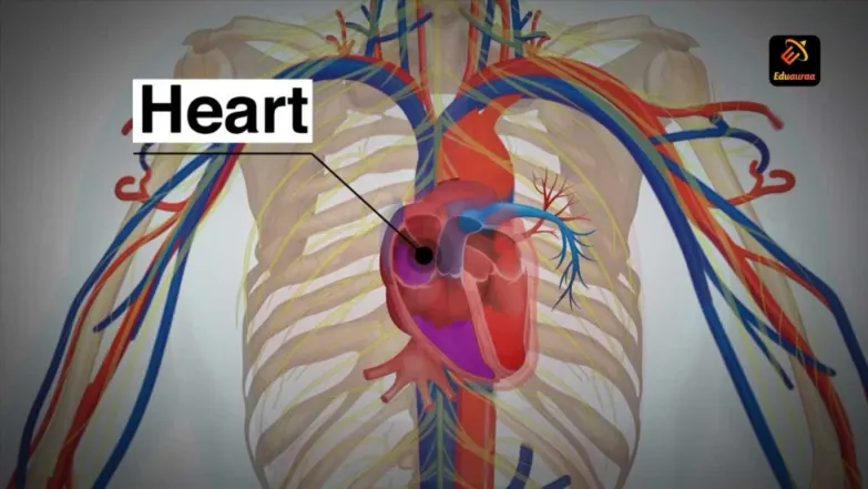 Learn About The Human Circulatory System 