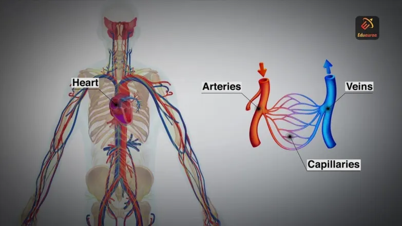 Human Circulatory System 