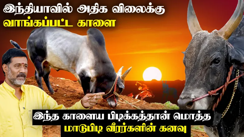 Jallikattu Stories - Episode 1 Episode 1