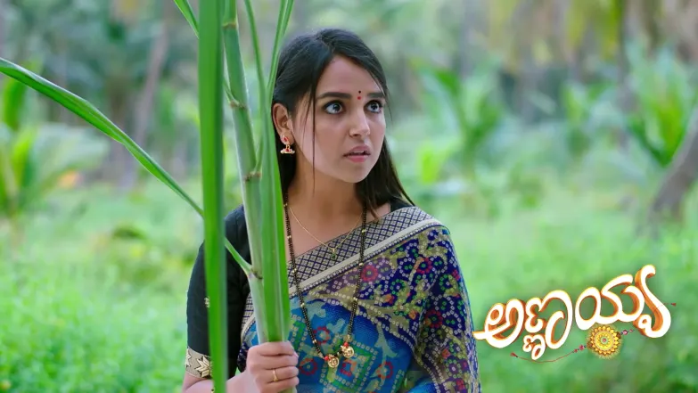 Saubhagya Tells Susheela about Sharada Episode 344