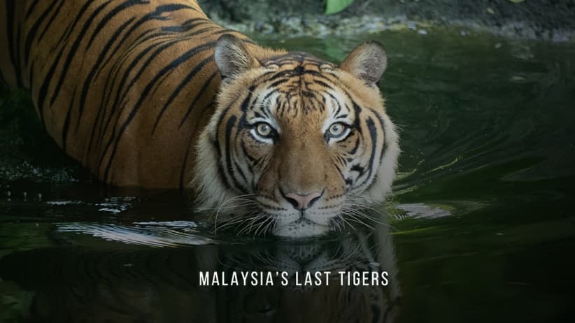 Malaysia's Last Tigers