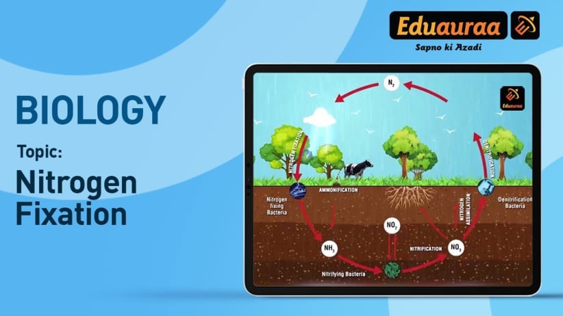 Nitrogen Fixation