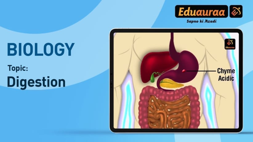 Digestion