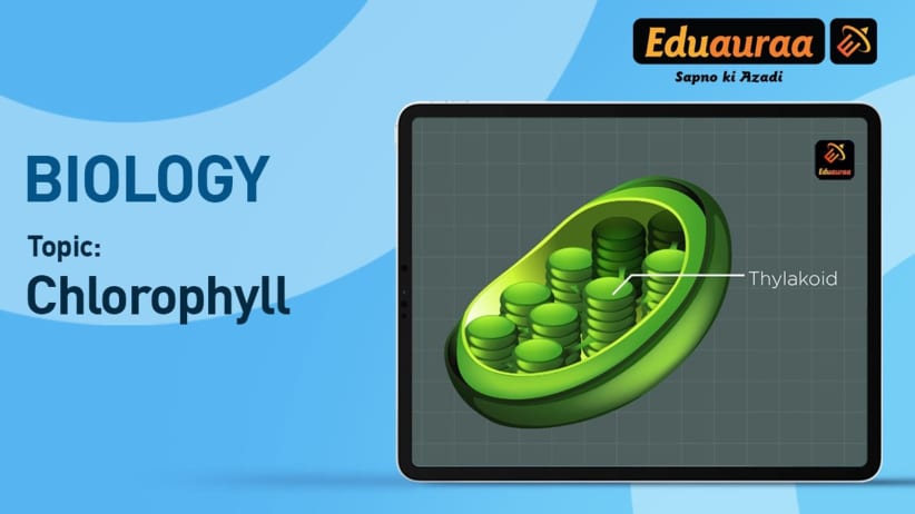 Chlorophyll