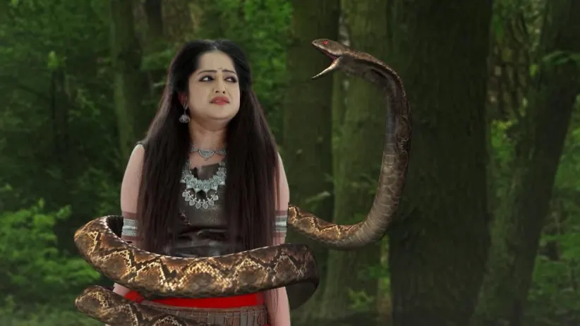 A snake tries to harm Parul - Saat Bhai Champa Highlights