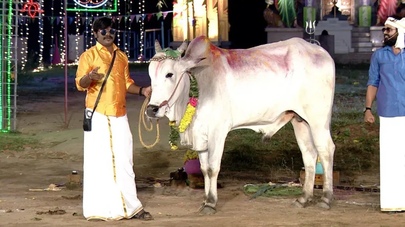 Foreigners play Pongal games with Tamil TV stars - Mr Local Special