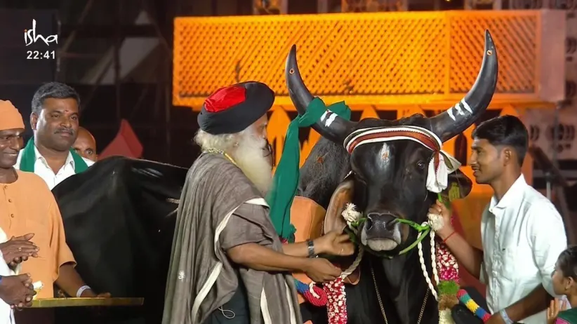 The Resident Bull honoured by Sadhguru