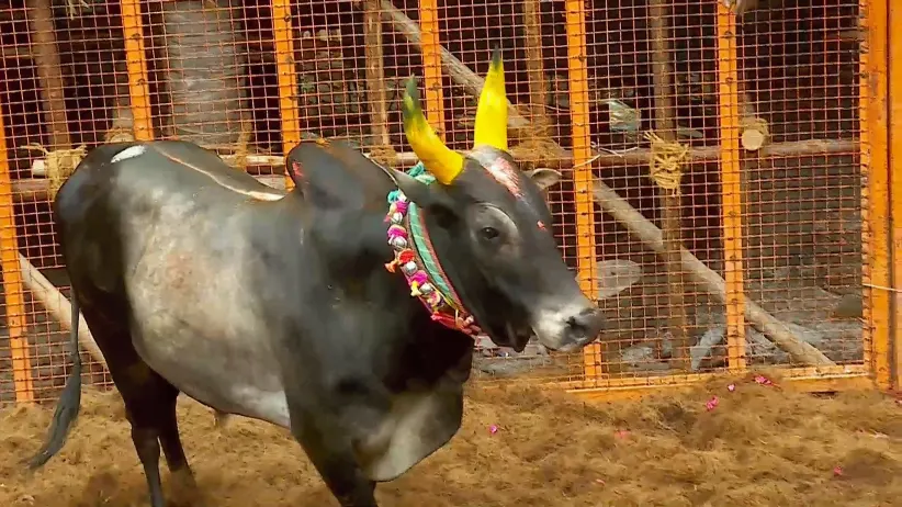 Highlights from Avaniyapuram- Day 1- Clip 4