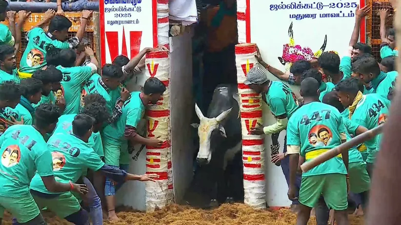 Highlights from Palamedu- Day 2- Clip 3