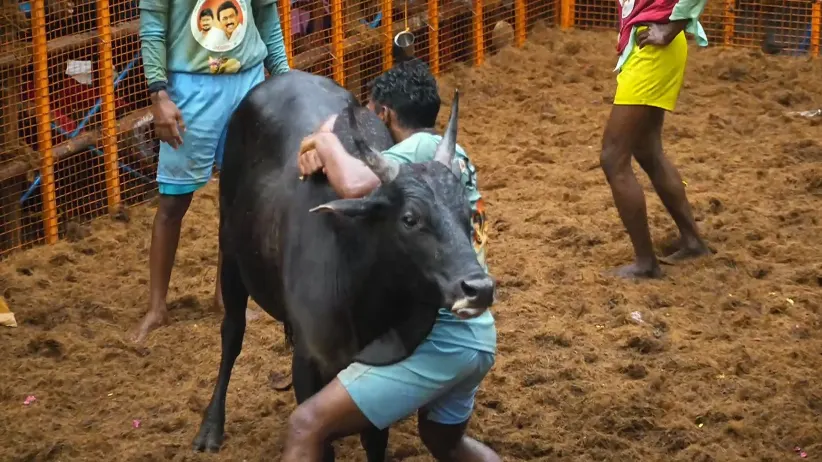 Highlights from Palamedu- Day 2- Clip 4