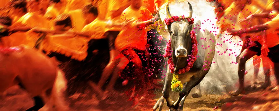 Jallikattu 2025